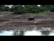 Hippos 8 1292